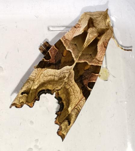 Réf. 320 310 : Phlogophora meticulosa